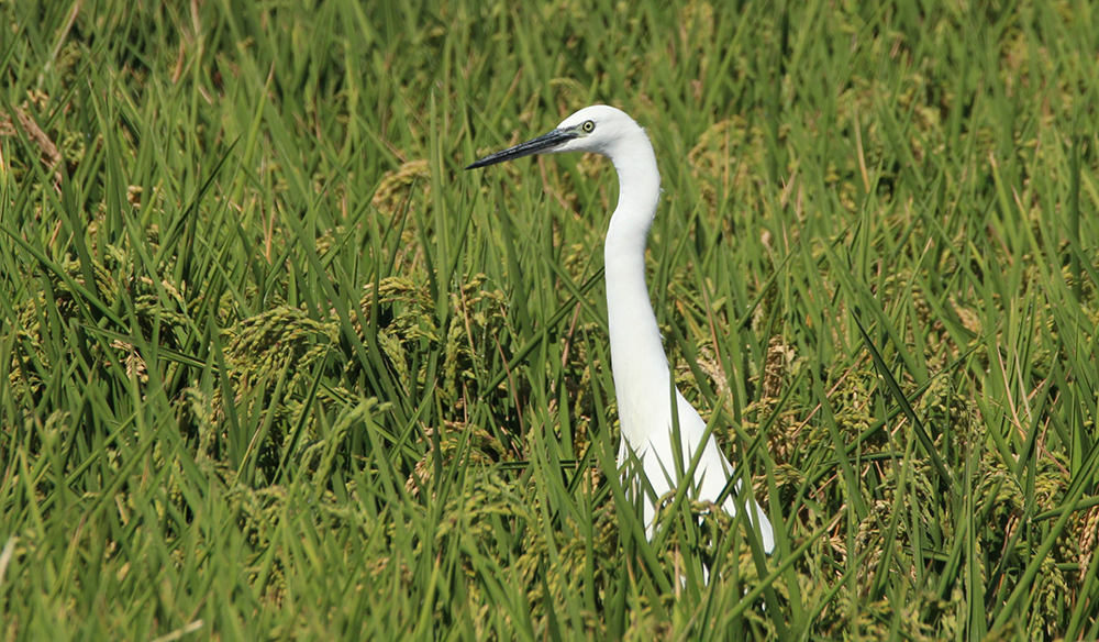 arroz parque albufera