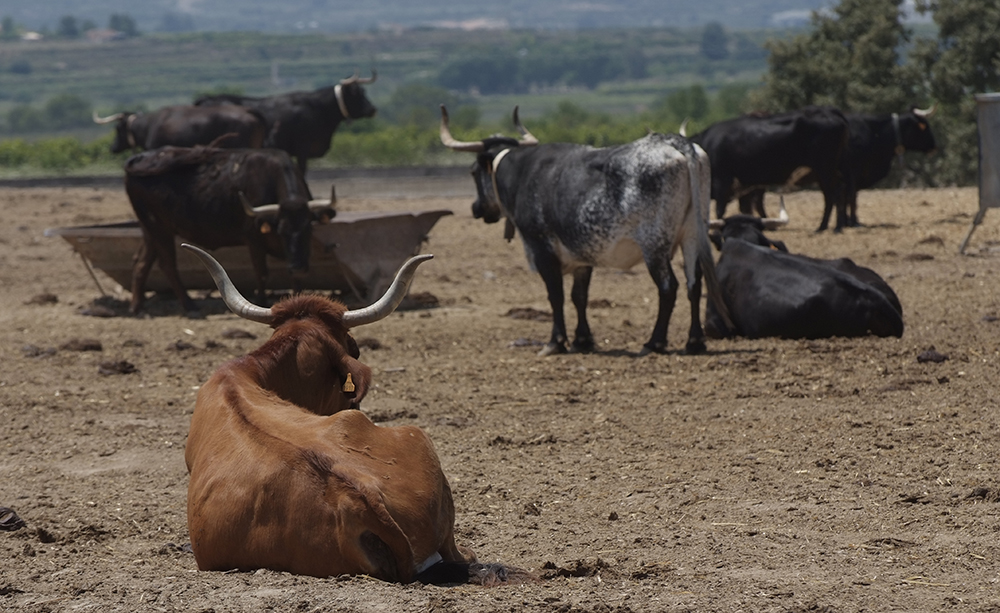 asaja, vacunar, granjas, vacas