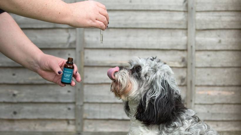 El interés por el CBD para perros ha crecido de forma notable en España en los últimos años. Cada vez más propietarios buscan alternativas naturales que ayuden a mejorar el bienestar de sus mascotas