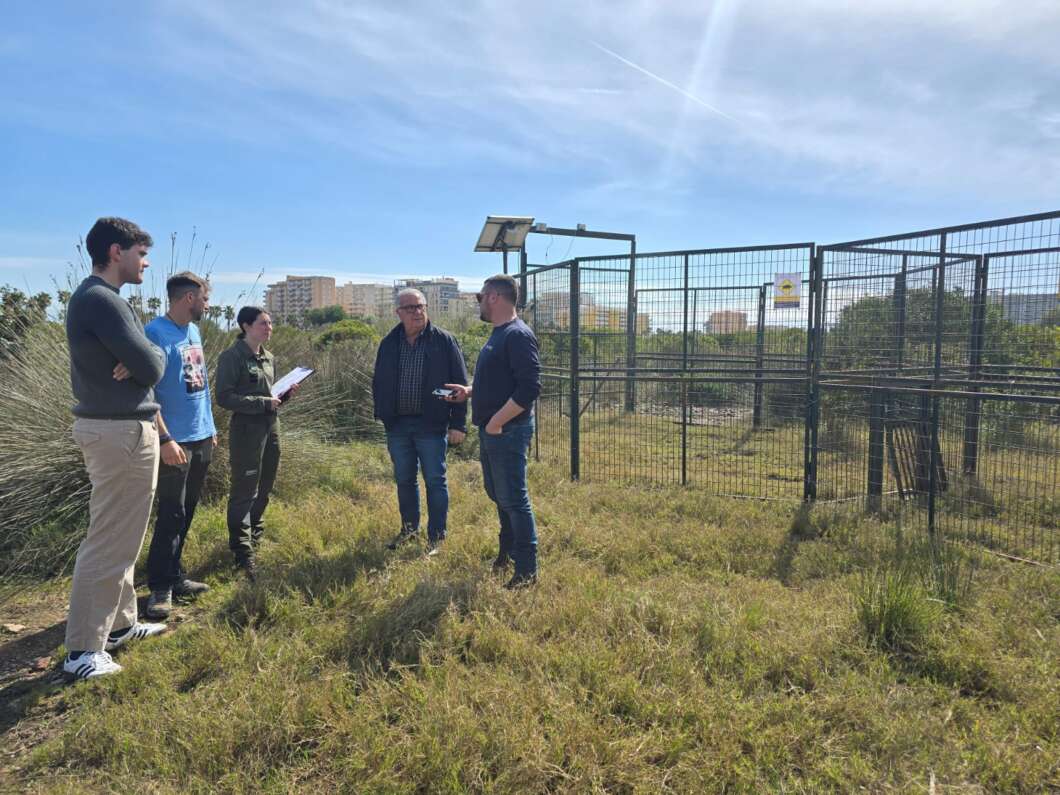 Oropesa instala jaulas para controlar la presencia de jabalíes en zonas urbanas