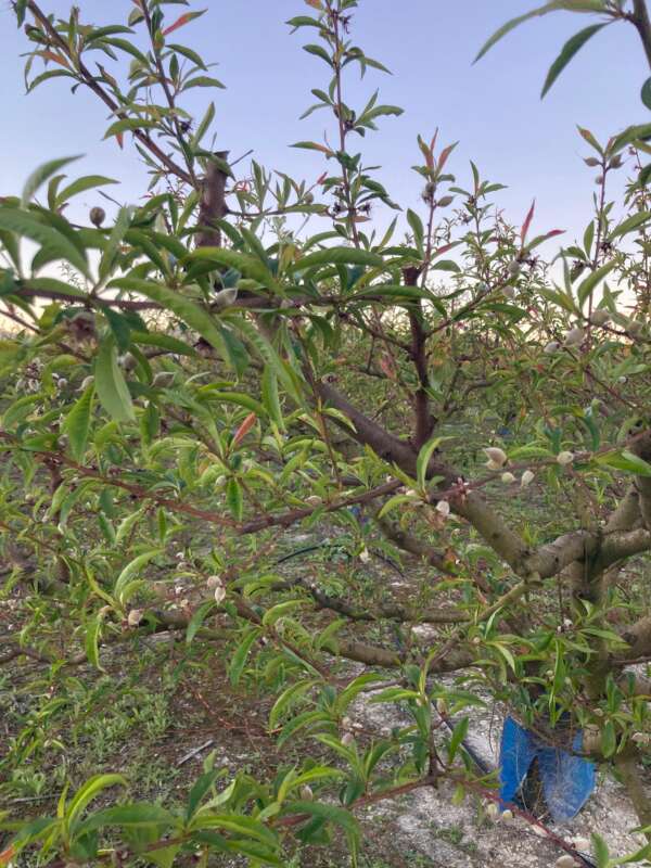 Heladas, agricultura, valenciana 2