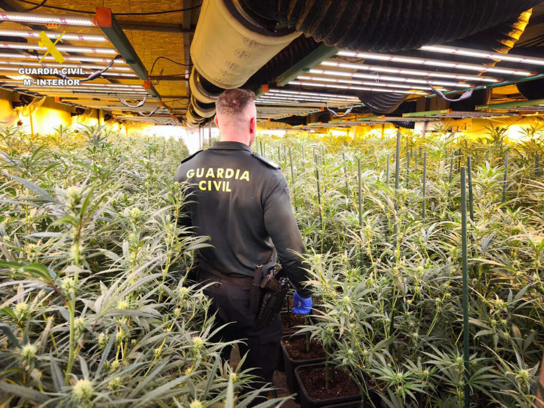 La Guardia Civil incauta 2.600 plantas de marihuana en la provincia de Castellón