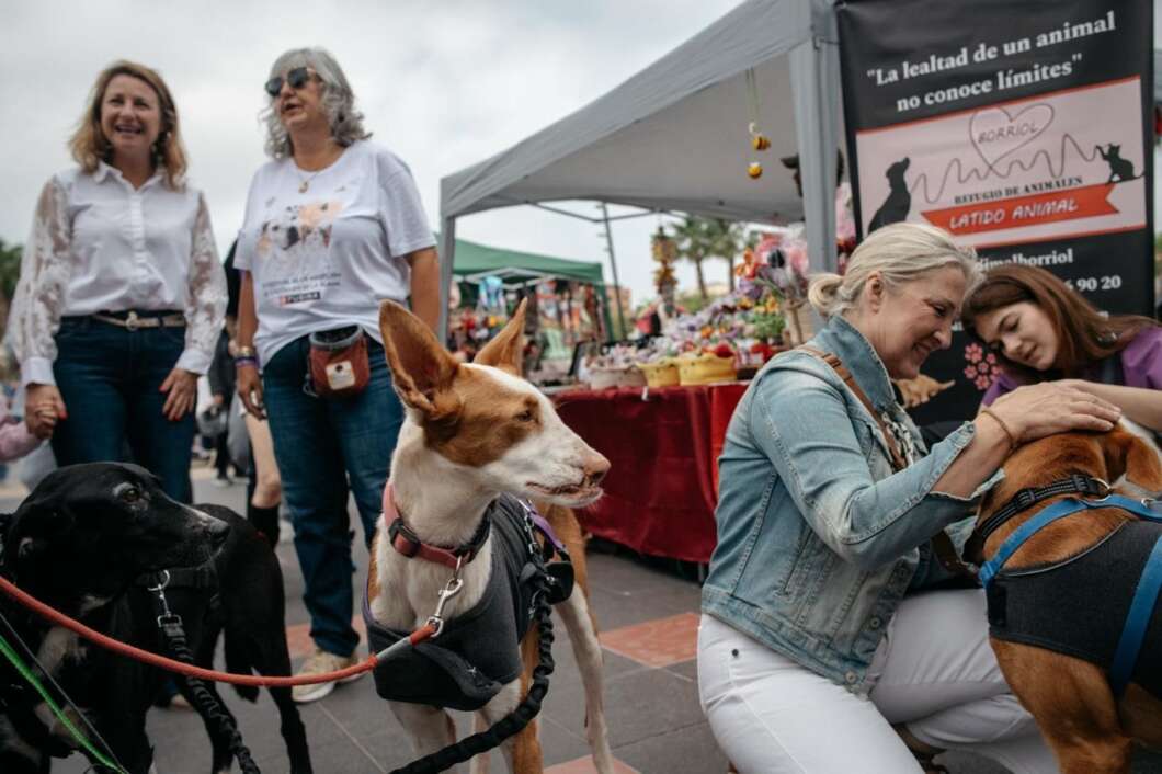 El Festival de la Adopción de Castellón arranca con éxito y alta participación