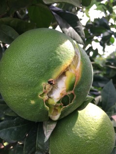 Hallan un método que evita el rajado de cítricos y salva hasta el 70% de la cosecha