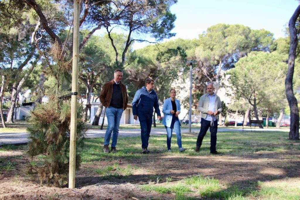 Replantación de pinos en el Pinar de El Grau de Castellón, 2026