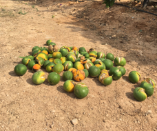 Hallan un método que evita el rajado de cítricos y salva hasta el 70% de la cosecha