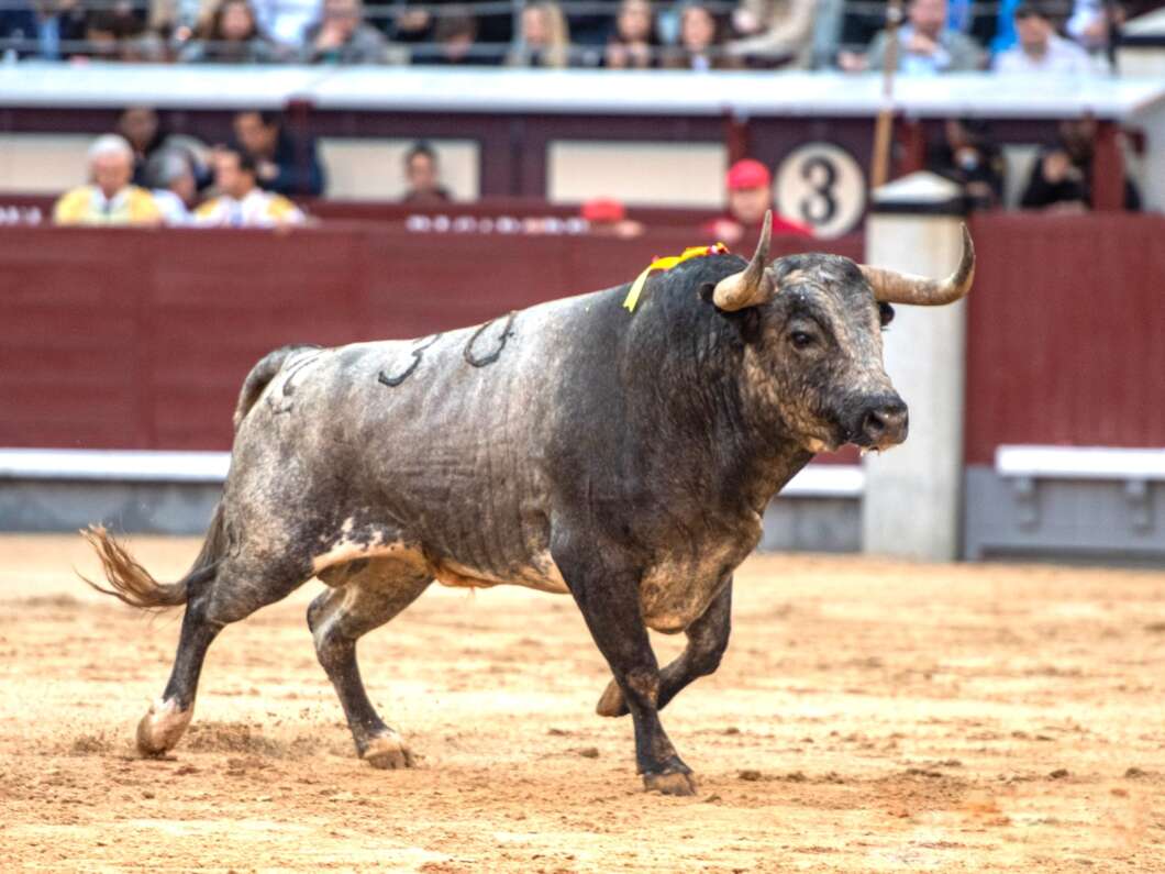 À Punt emet este cap de setmana dos corregudes de màxim nivell des de Las Ventas