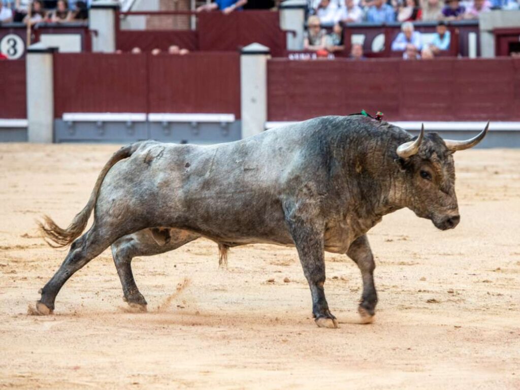 À Punt retransmet dos corregudes de Las Ventas amb rejoneig i els bous d’Adolfo Martín