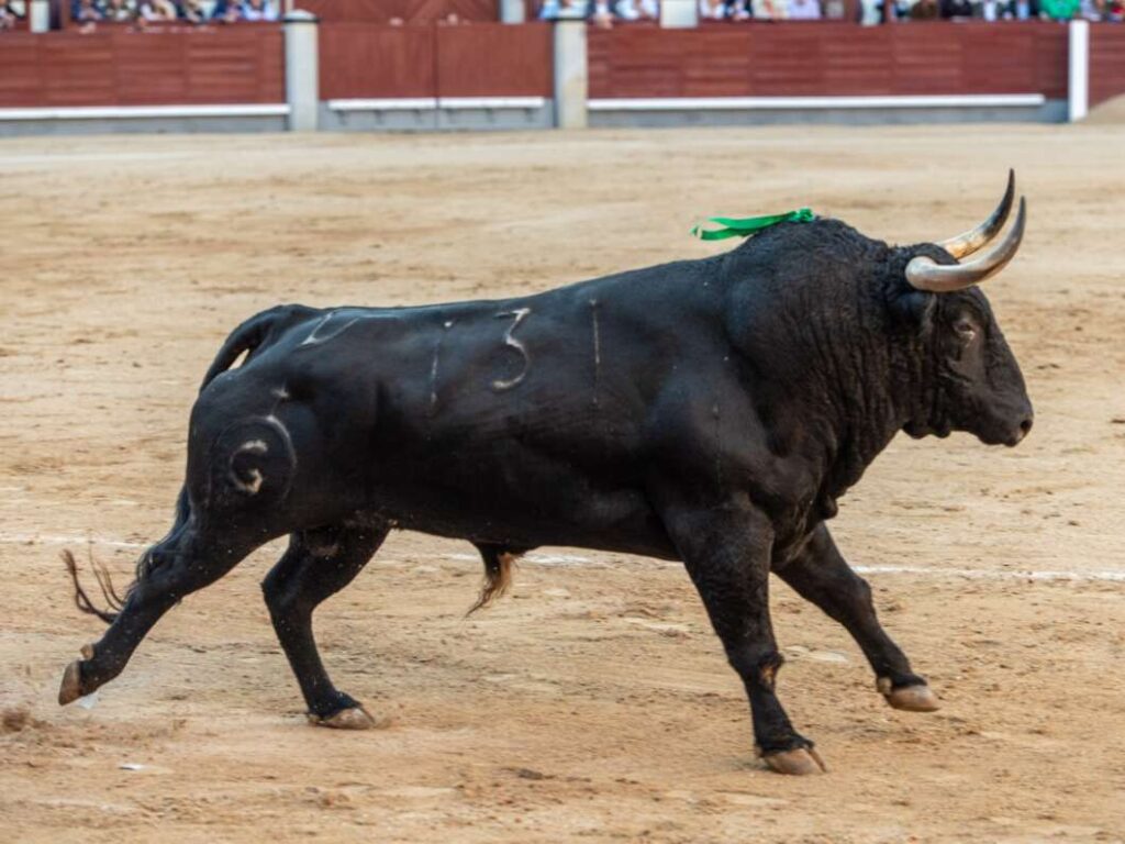 À Punt emet este cap de setmana dos corregudes de màxim nivell des de Las Ventas
