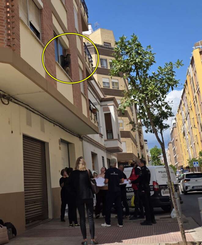Recatado perro atrapado en una ventana Castellón. 060526