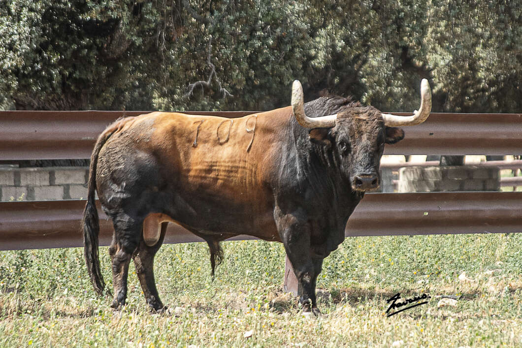 Brown longhorn bull standing in a sunny pasture beside a brown metal guardrail, with the number 109 branded on its flank.