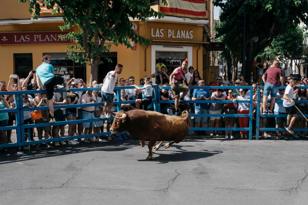 Crowd behind blue barriers watches a brown bull running in the street during a festival or bull run event in a town center.