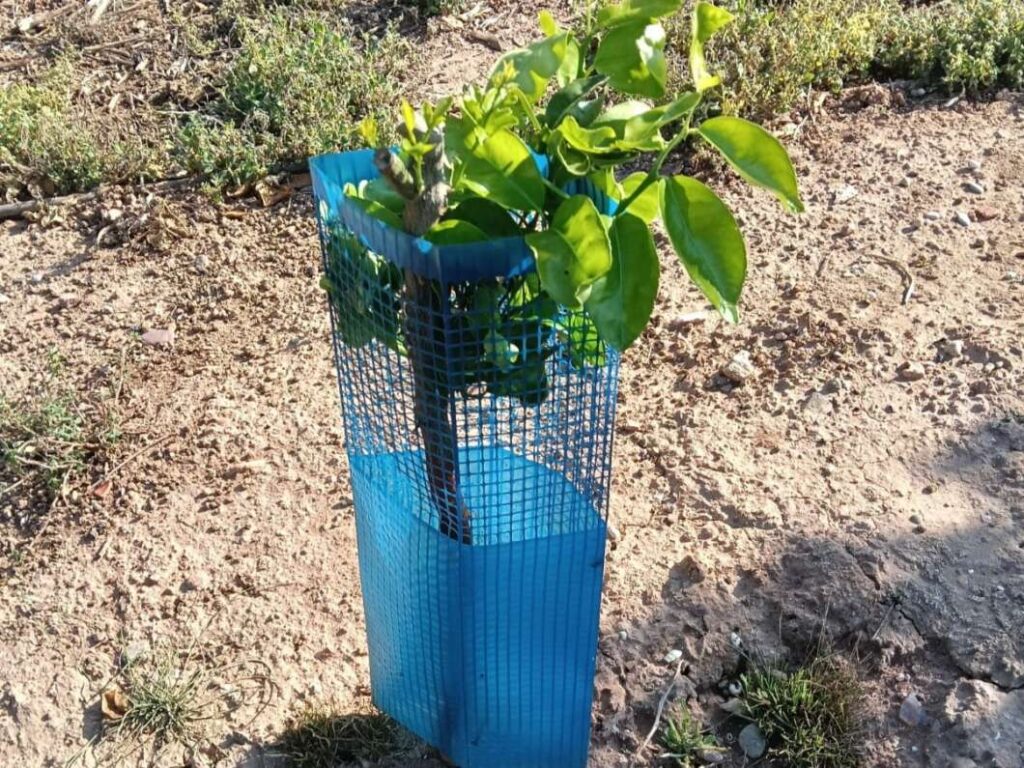 la unio protección plantones por conejos