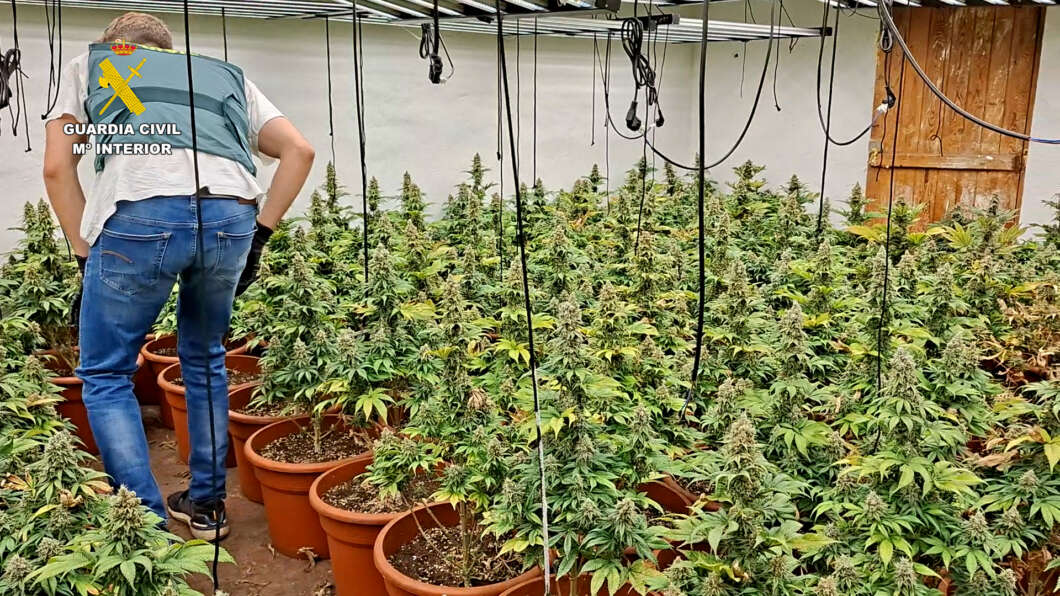 Officer from Guardia Civil inspecting a cannabis grow room with many potted plants and hanging wires.