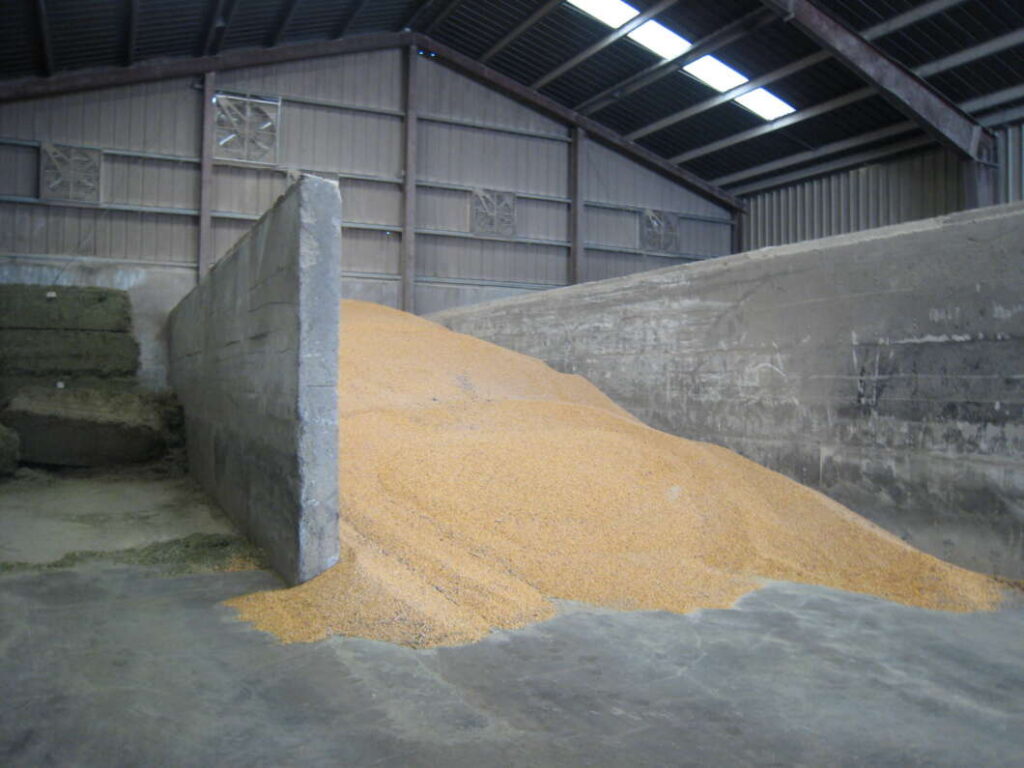 Indoor grain storage area with a large yellow grain mound spilling along a concrete floor between concrete walls and a rusted roof.