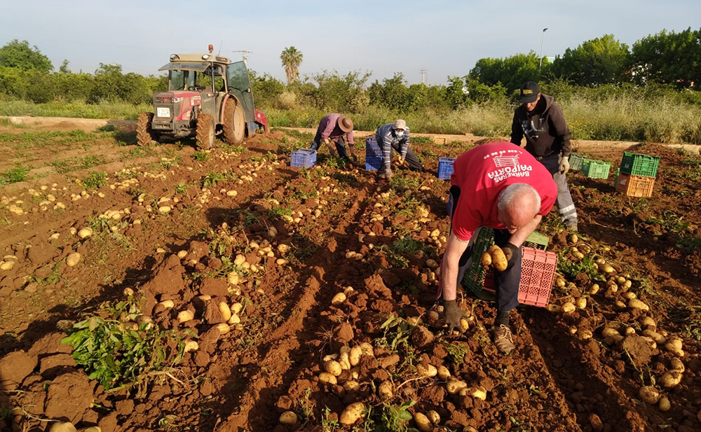 Ava-Asaja denuncia que el Gobierno deja sin ayudas a más de 175.000 agricultores