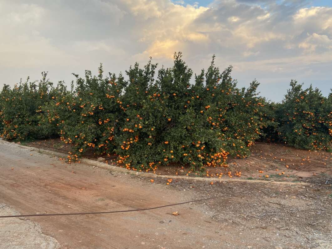 Orange trees in an orchard, heavy with ripe fruit, along a dusty dirt road.