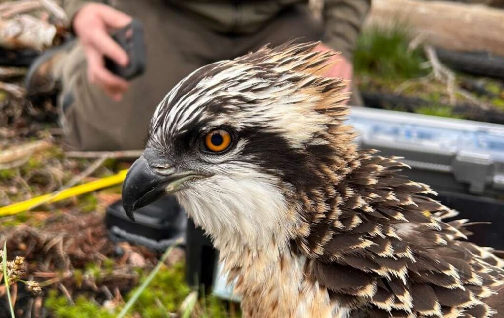 Iberdrola impulsa la recuperación del águila pescadora con la llegada de 12 nuevas crías