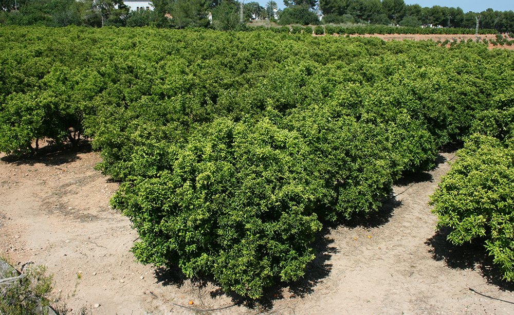Rows of neatly trimmed citrus trees in a sunlit orchard with dusty ground between the rows