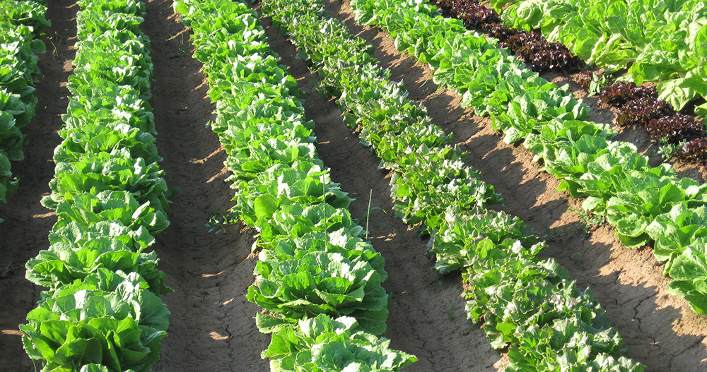 Rows of green leafy lettuce plants neatly planted in a tilled vegetable field with distinct furrows in between.