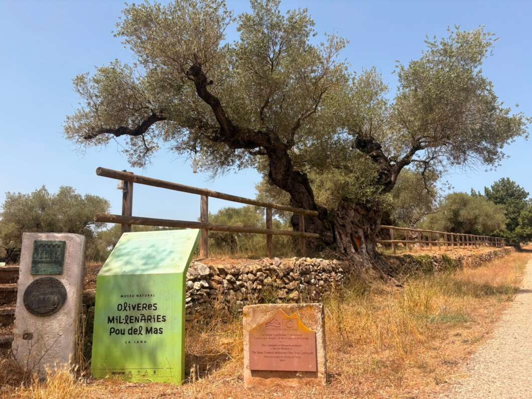Castellón inicia el catálogo de 4.000 olivos milenarios de la Comunitat Valenciana
