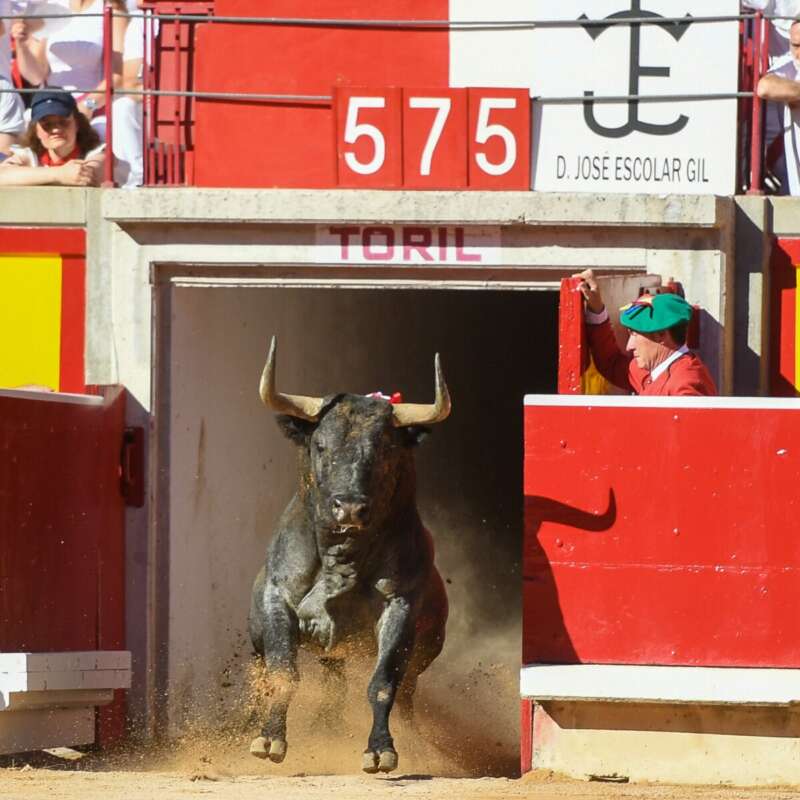 À Punt retransmet les corregudes de Sant Fermí i recupera els bous en la televisió pública 20 anys després