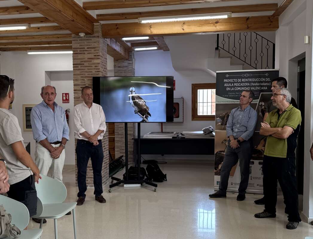 Iberdrola impulsa la recuperación del águila pescadora con la llegada de 12 nuevas crías