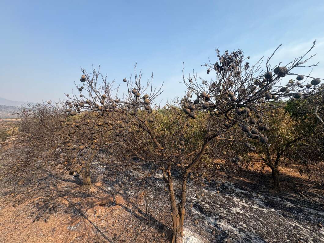 Fruta quemada en el incendio forestal la vall d'Uixó