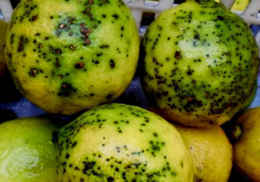Close-up of speckled green-yellow citrus fruits with dark spots on the peels.
