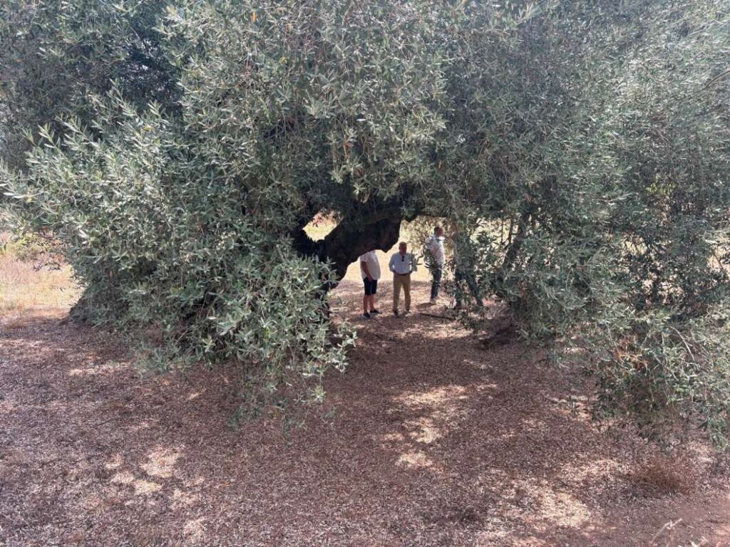 Castellón inicia el catálogo de 4.000 olivos milenarios de la Comunitat Valenciana