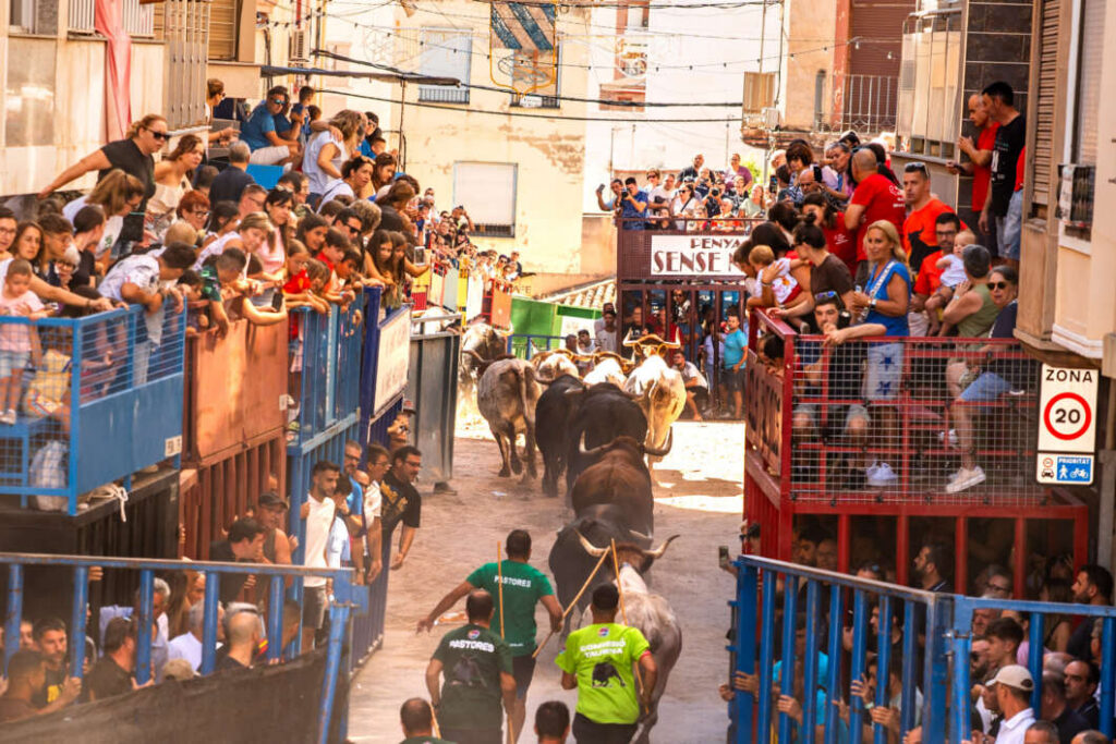 L’Alcora obri els festejos taurins amb sis bous de Domínguez Camacho