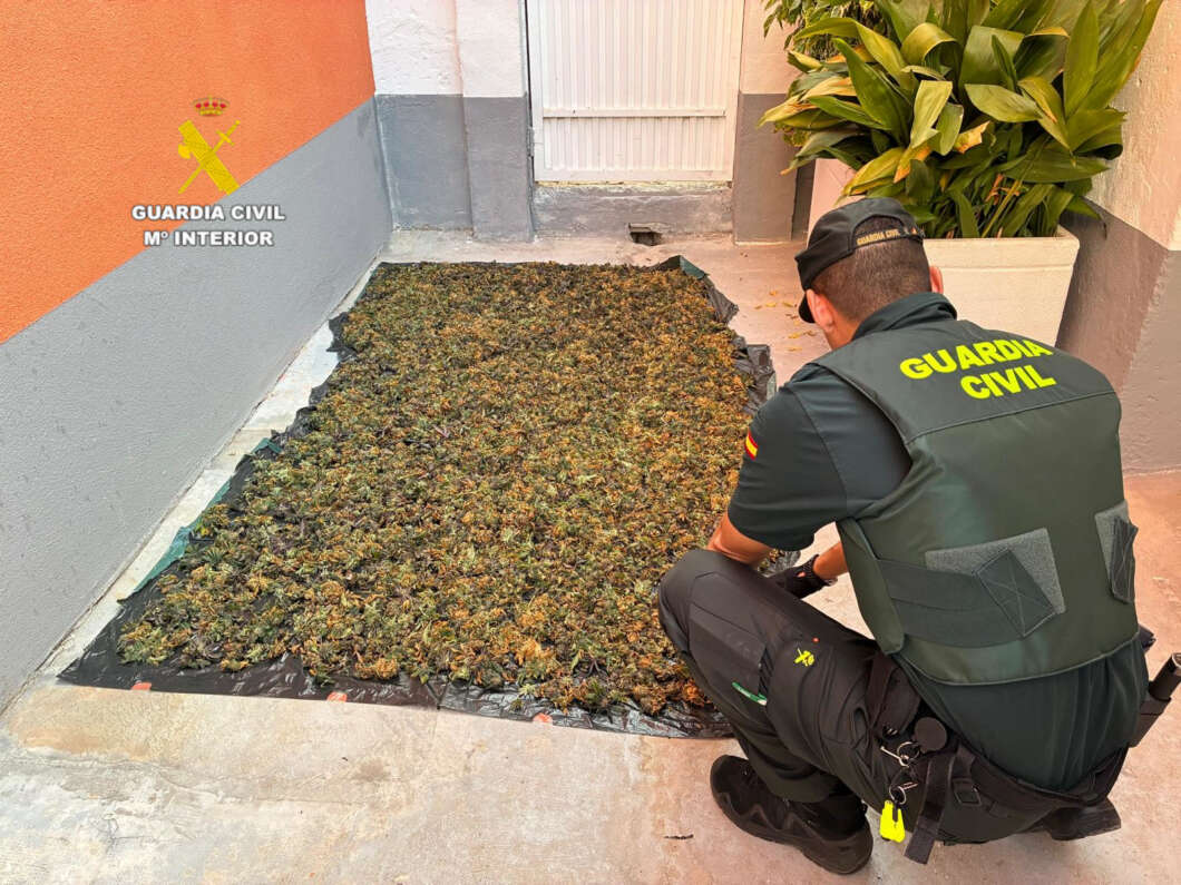 La Guardia Civil desmantela una plantación de marihuana en Burriana