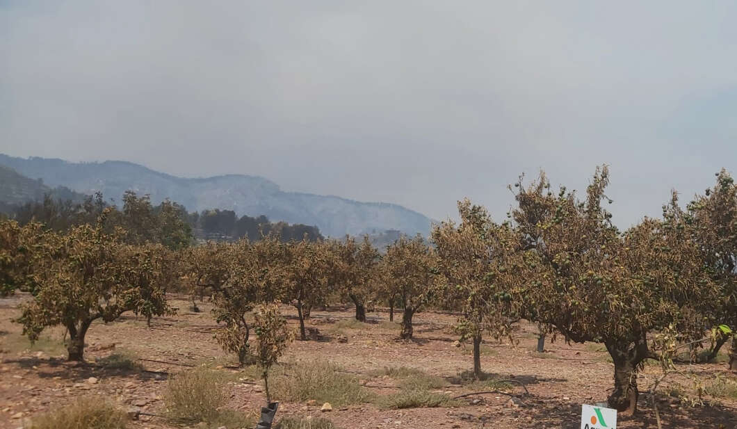 Ava-Asaja cifra en hasta 40 millones los daños del incendio de la Vall d’Uixó