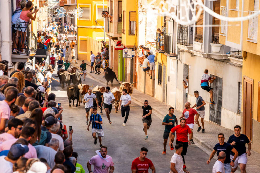 L’Alcora obri els festejos taurins amb sis bous de Domínguez Camacho