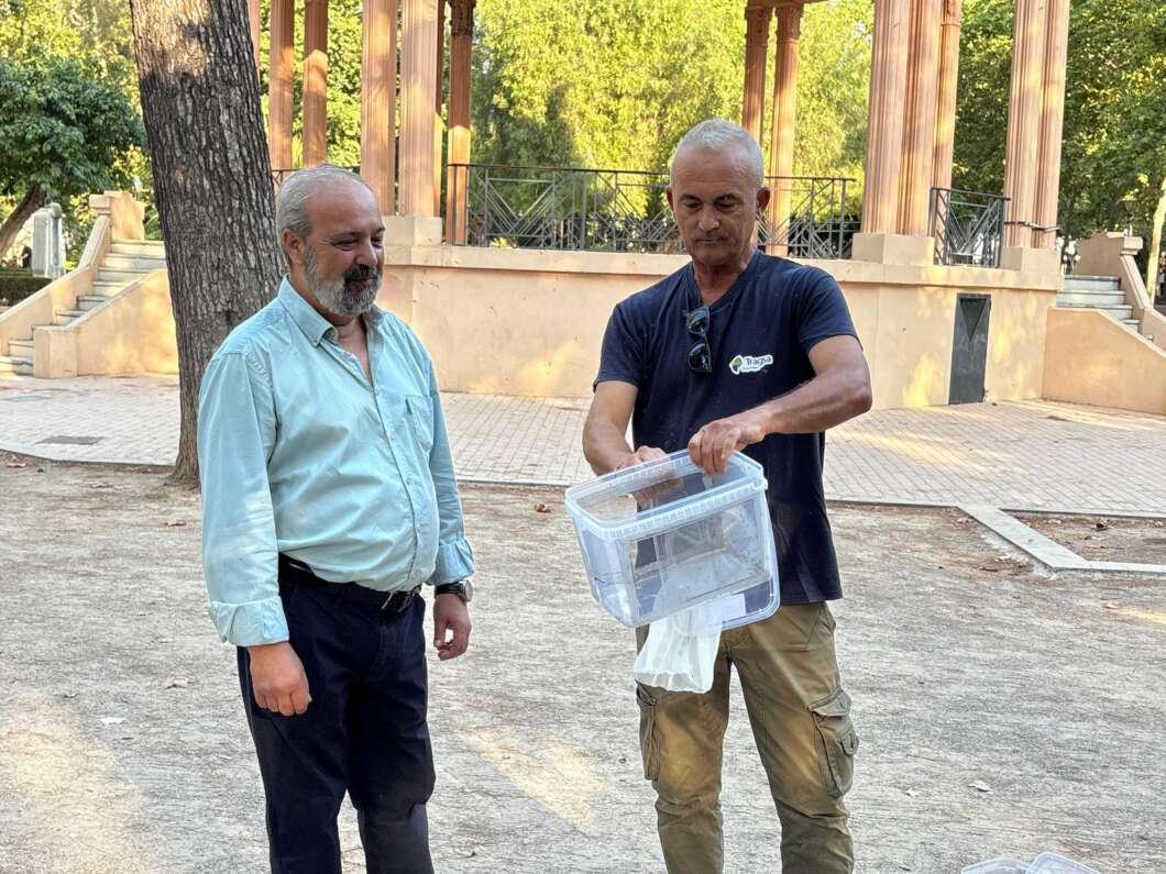 Castellón refuerza la lucha contra el mosquito tigre con insectos estériles