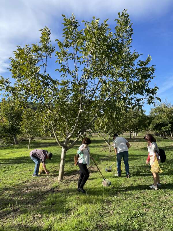 Viver abre la campaña de la nuez con una jornada de agroturismo