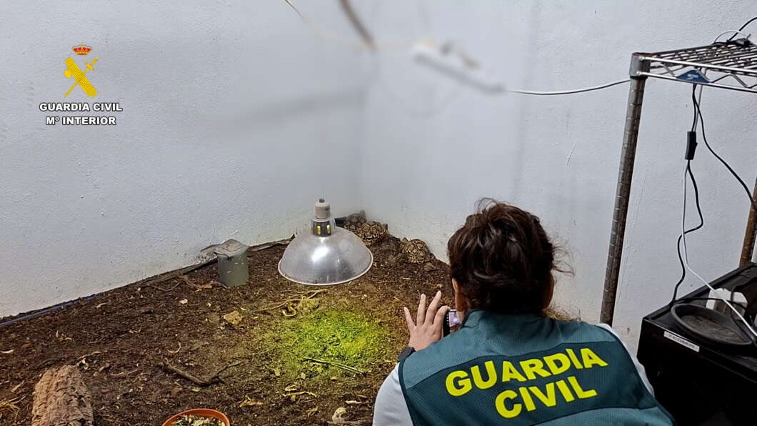 Guardia civil incauta reptiles en Sot de Ferrer y Jérica