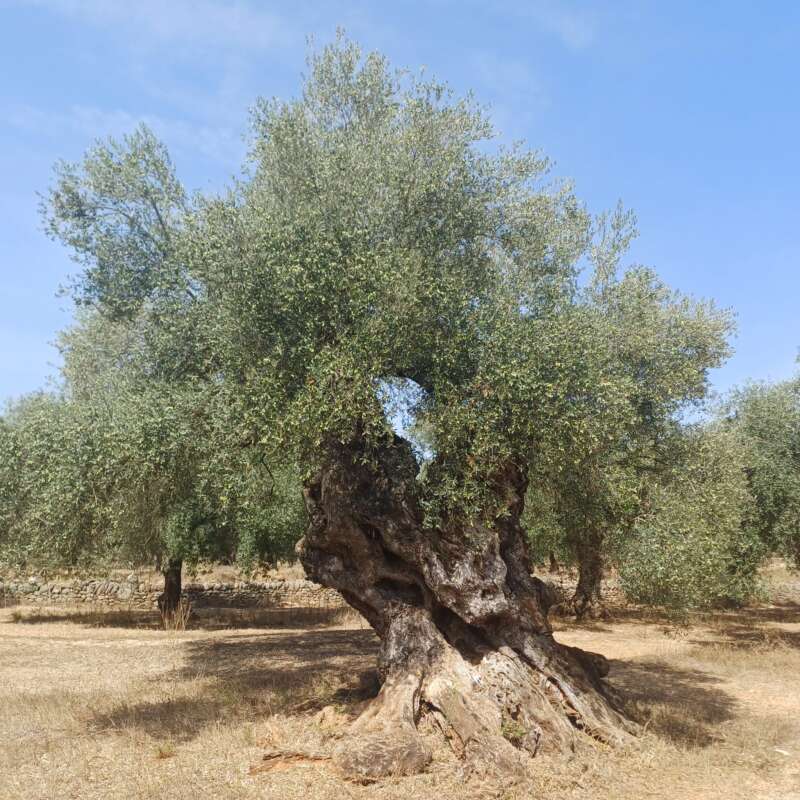 La caída del aceite pone en riesgo al olivar valenciano