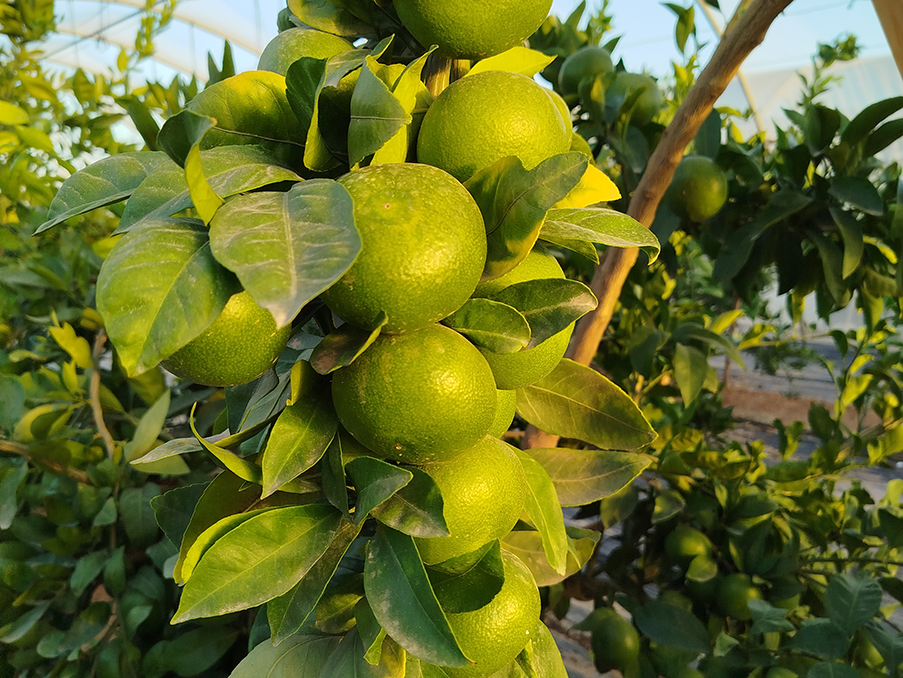 La primera lonja de cítricos fija precios estables para el campo valenciano