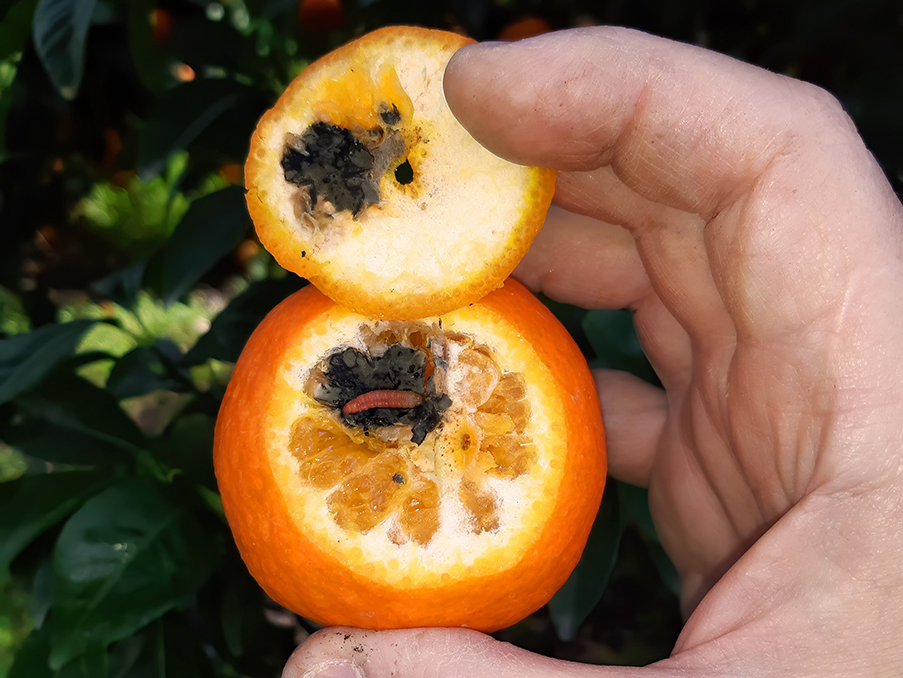 AVA-ASAJA alerta de una nueva plaga en naranjas de Sudáfrica
