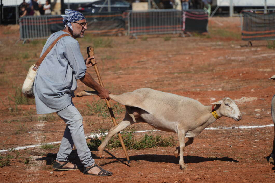 Nules tanca la seua Fira de Ramaderia i Maquinària Agrícola amb milers de visitants
