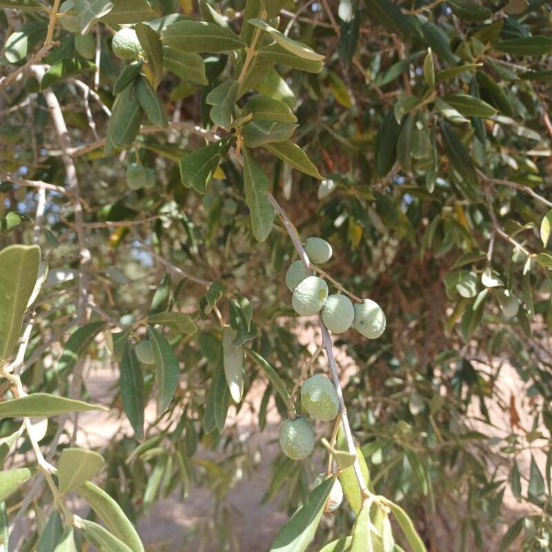 La caída del aceite pone en riesgo al olivar valenciano