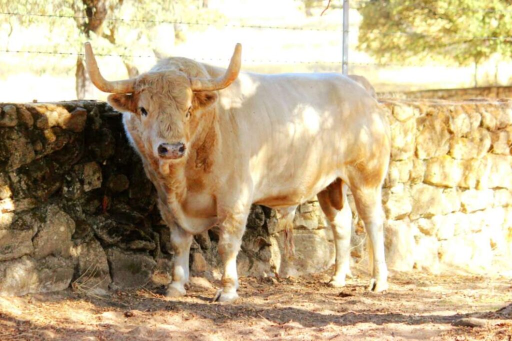 Almassora, bou del Poble, festes, Roser,