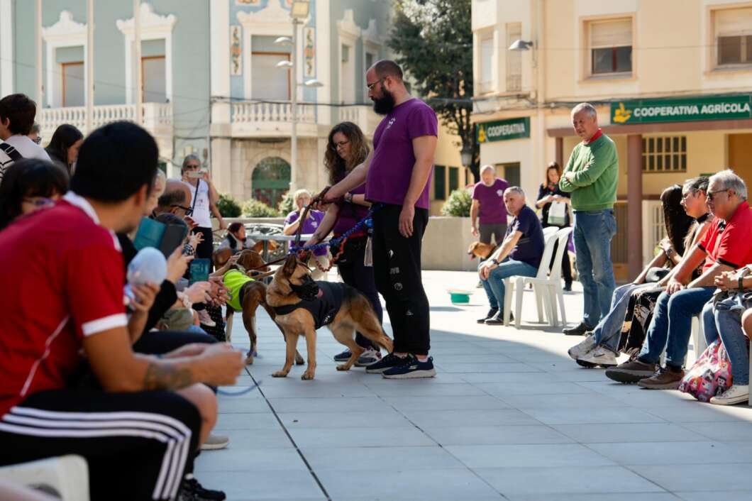 Alcora fira d'adopció d'animals