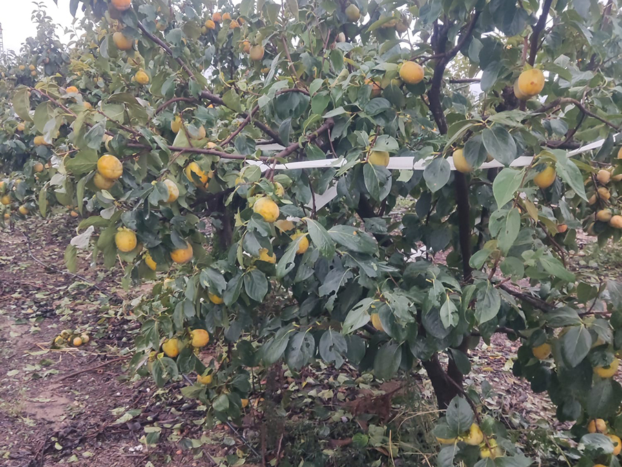 lluvia, granizo, caqui, beneficiosa, agricultura,