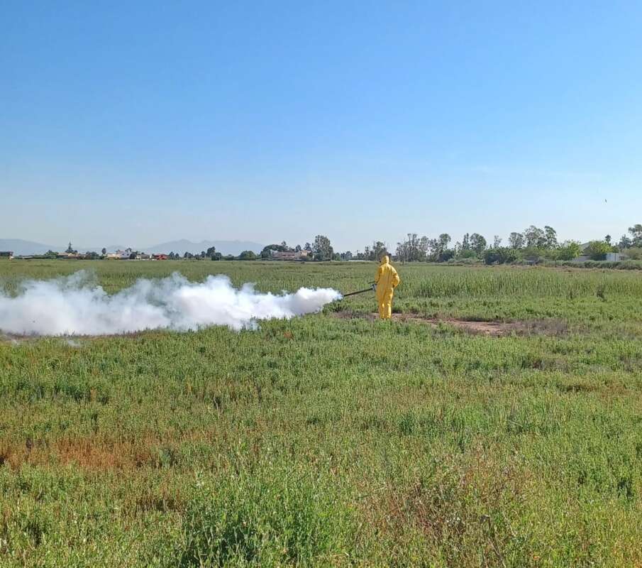Nules refuerza la prevención contra los mosquitos tras las lluvias