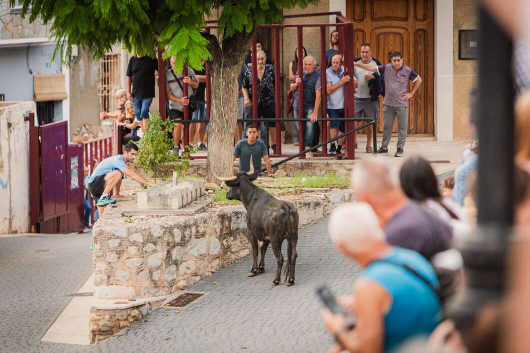 oropesa del mar, fiestas, bous,