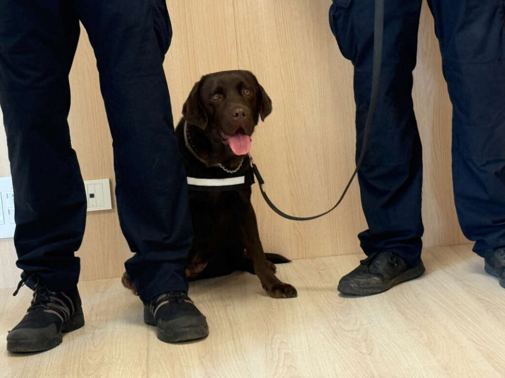 Policía Local Castellón Unidad Canina